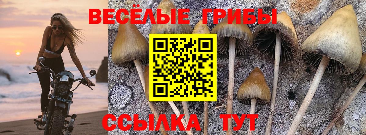 Галлюциногенные грибы ЛСД  Вход с VPN  Галлюциногенные грибы Psilocybine cubensis  Торжок 